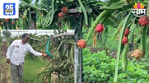Dragon Fruit Farming
