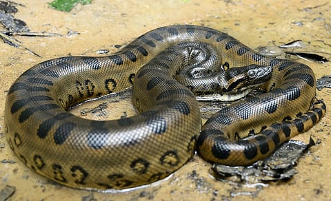 THOUSANDS OF ANACONDAS IN RIVER? VIRAL VIDEO IS FAKE