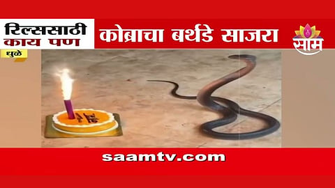 Snake Birthday Celebration 