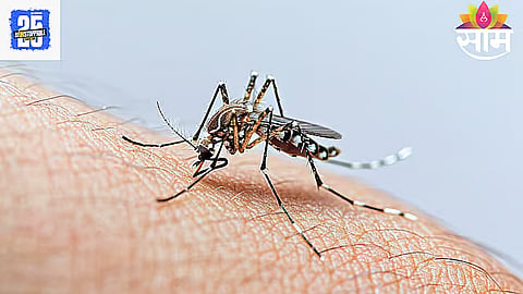 Dengue 