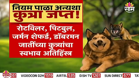 Municipal action against dangerous pet dog breeds; owners must follow new safety rules or face seizure of pets.