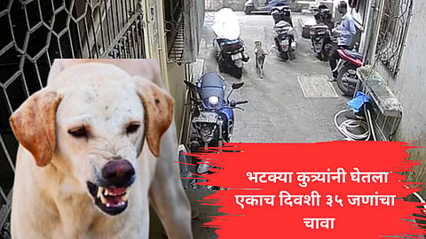 kalyan Street Dog news 