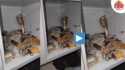 Cobra Snake Video
