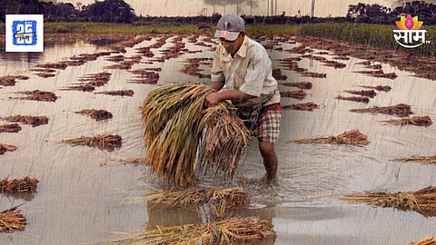 Maharashtra Farmers : हातातोंडाशी आलेला घास पाण्यात, शेतातील कपाशीचं पीक वाया; शेतकऱ्याने घेतला टोकाचा निर्णय