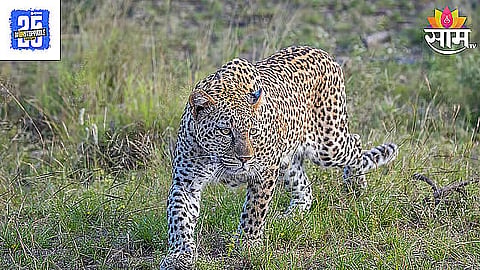 Leopard Attack