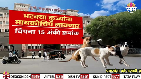 Pune Municipal Corporation officials microchipping a stray dog as part of the new initiative to track sterilization and vaccination.
