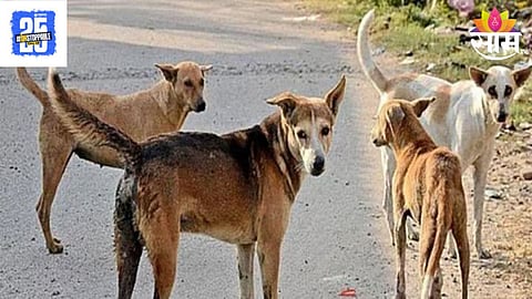 Stray dog attack