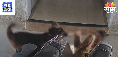 Dog Attack