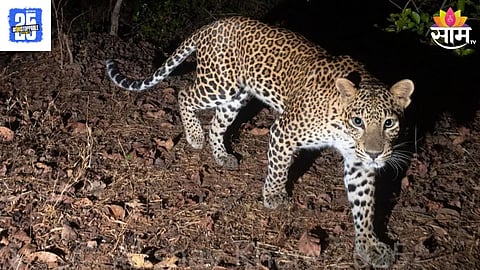 Leopard Terror: 15 दिवसांत बिबट्याने घेतला तिघांचा बळी,'नरभक्षक बिबट्याला गोळ्या घाला', गावकरी आक्रमक  