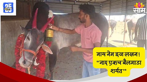 Lakhan Champion Bull  Wins Fortuner Car