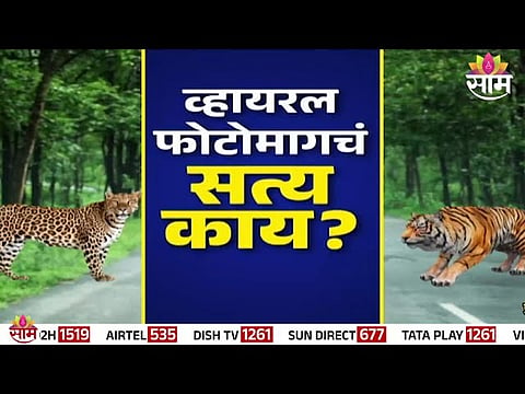 AI-generated tiger photo goes viral from Junnar; Forest Department confirms no real tiger sighting.