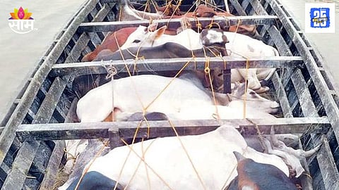 Cow Smuggling Suspect Publicly Humiliated