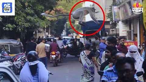 Monkey Gang Invades Pune Society 