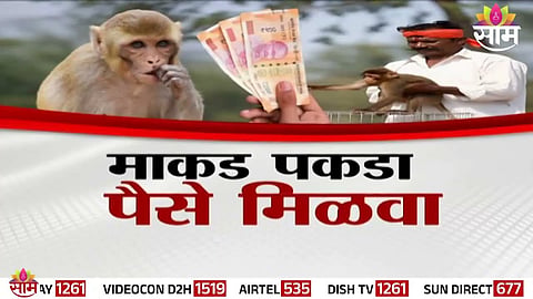 Maharashtra monkey capture reward scheme details