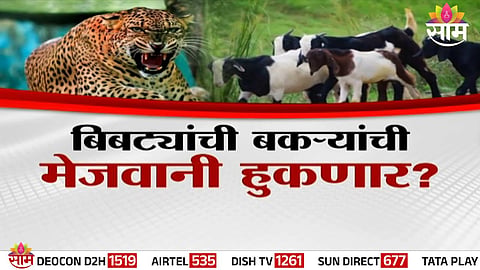 LEOPARD ATTACKS IN MAHARASHTRA AJIT PAWAR SLAMS GOAT FEEDING PLAN