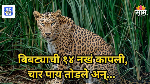Leopard : ४ पाय कापलेले, १८ नखे गायब, ऊसाच्या शेतात आढलला बिबट्याचा मृतदेह, साताऱ्यात खळबळ