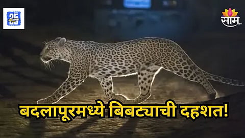 Leopard : मुंबईच्या वेशीवर बिबट्याची दहशत, बदलापूरच्या रस्त्यांवर दिसला, नागरिकांमध्ये भीतीचे वातावरण