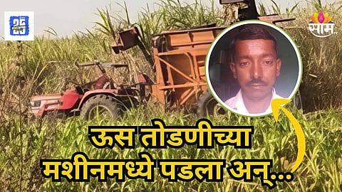 Latur : हार्वेस्टरमध्ये ऊस टाकताना तोल गेला, मशीनमध्ये अडकून शरीराचे तुकडे तुकडे झाले, लातूरमध्ये शेतकऱ्याचा मृत्यू