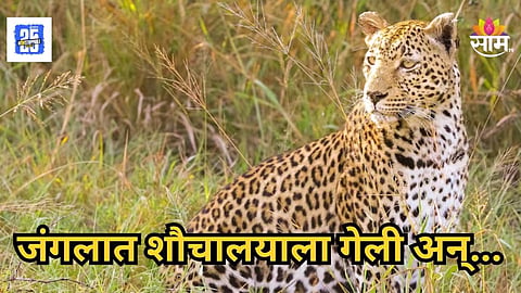 Leopard Attack : जंगलात शौचालयाला गेलेल्या तरुणीवर बिबट्याचा प्राणघातक हल्ला, दबक्या पावलाने आला अन्...