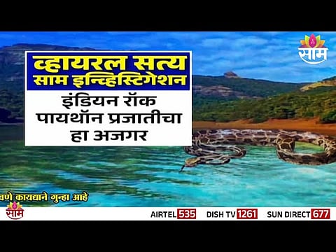 A real Indian Rock Python spotted at Koyna Dam, Satara, amid viral video claims.