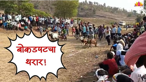 Bokadpat Race In  Amravati: 