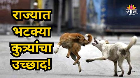 Stray Dog Attack : भटक्या कुत्र्यांची दहशत कधी थांबणार? संभाजीनगरमध्ये चिमुरड्याचे लचके तोडले अन्...