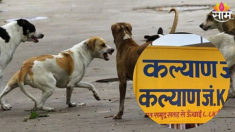  dog attack