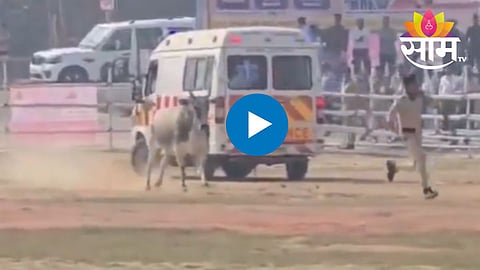 stray bull in bihar 