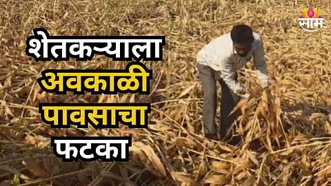 Maharashtra Unsesonal Rain Destroyed Farmer Crops