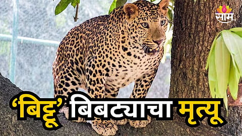 Mumbai : मुंबईतील बिट्टू बिबट्याचा दुर्दैवी मृत्यू; प्राणी प्रेमींकडून हळहळ