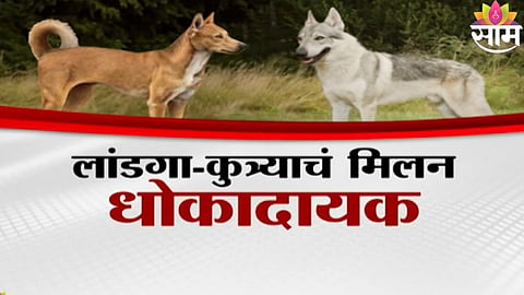 Villagers in Indapur report sighting of suspected wolf-dog hybrid puppies amid rising fear after Chakan dog attack.