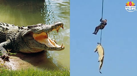  South Africa Human Remains Found In Crocodile Helicopter Viral Vide