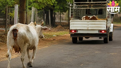 A cow runs desperately behind a vehicle carrying her newborn calf in Kolhapur, showcasing the deep bond of motherhood.