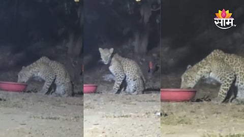 Leopard in Thane,