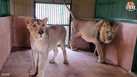 Sanjay Gandhi National Park Lion Critical Health Condition: 