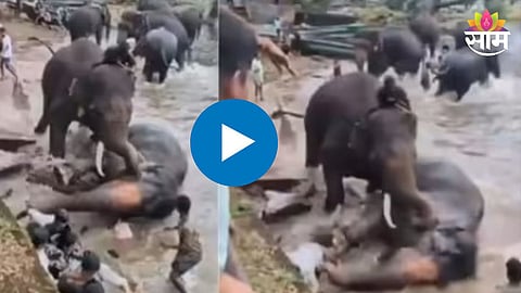 Elephant Camp: हत्तींच्या झुंजीत महिला पर्यटकाचा मृत्यू, नवऱ्याच्या डोळ्यासमोर सोडले प्राण; थरकाप उडवणारा VIDEO 