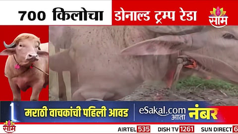 Donald Trump Bull:  ७०० किलोचा 'ट्रम्प रेडा', नेमका आहे तरी कोण? 