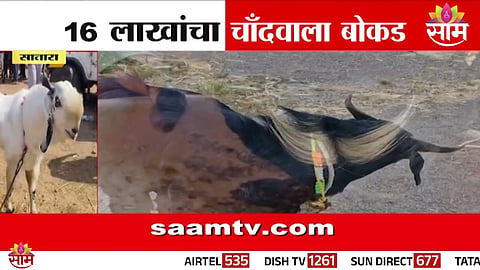 A rare black goat from Satara with a moon-shaped mark on its forehead attracts offers up to ₹16 lakh ahead of Bakrid.
