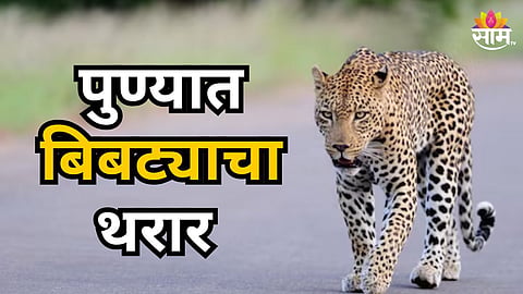 LEOPARD ATTACK IN JUNNAR OTUR GIRL INJURED DURING MORNING WALK