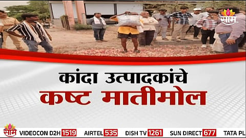 onion farmer news 