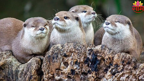 Otter Photos