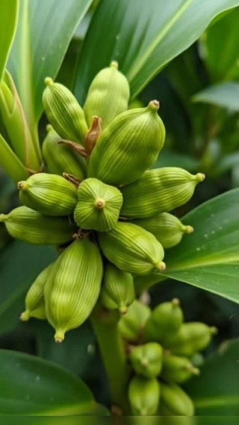 cardamom benefits