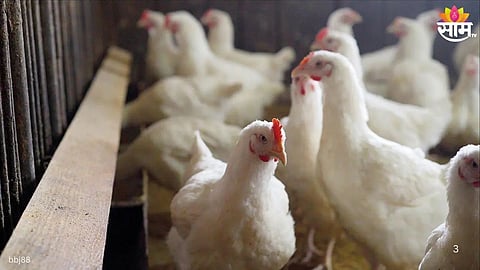 State Announces Major Decision for Animal Husbandry Sector :