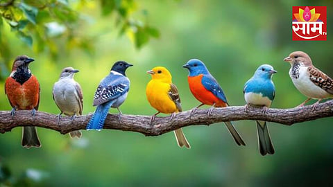 Birds Masturbation: माणसाप्रमाणे पाळीव पक्षी करतात हस्तमैथुन, संशोधनातून आश्चर्यचकीत करणारी माहिती उघड