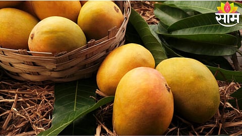 Two young sisters tragically lost their lives after allegedly consuming toxic mangoes in Hyderabad, raising serious concerns over food safety.