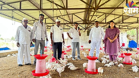 Broiler Chickens Death