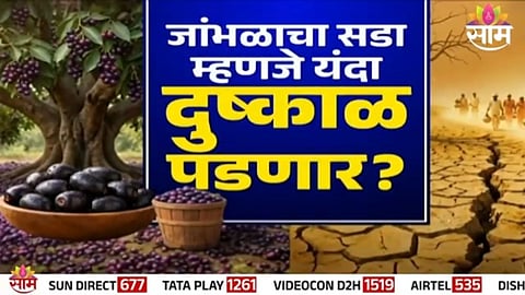 Fact Check: जांभळाचा सडा म्हणजे यंदा दुष्काळ पडणार? व्हायरल मेसेजमागचं सत्य काय?
