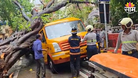 Tree  Falls On School Bus