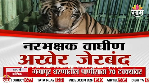 Woman veterinarian Dr. Priyal Chauragade tranquilizes the man-eating tigress from inside a cage during a high-risk forest operation in Nagpur.
