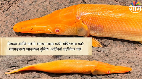 रायगडमध्ये आढळला दुर्मिळ 'अल्बिनो एलीगेटर गार'